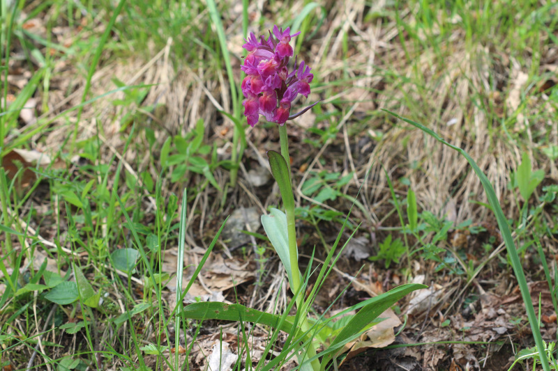 mani giunte e corna - Dactylorhiza sambucina